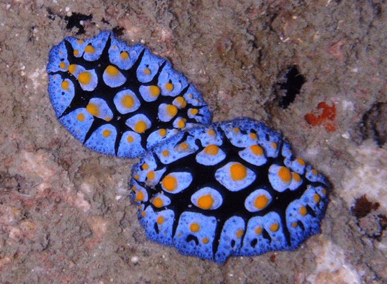 想要白天逛街它们就要自爆蛞蝓的生存智慧