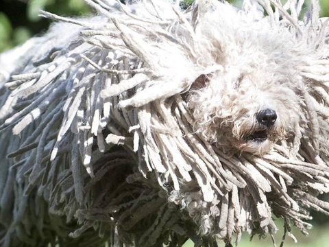 匈牙利牧羊犬,他还有个接地气的名字那就是"扫把犬"如果你是新手,不
