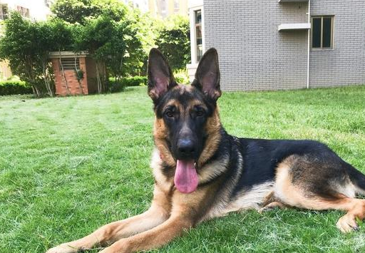 原创为什么人们无视禁养令也要养一只德牧这6点也许是原因