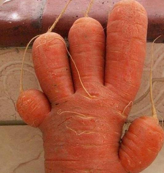 这些奇葩的蔬菜,萝卜真不正经,最后一个好吓人,谁去收了它!