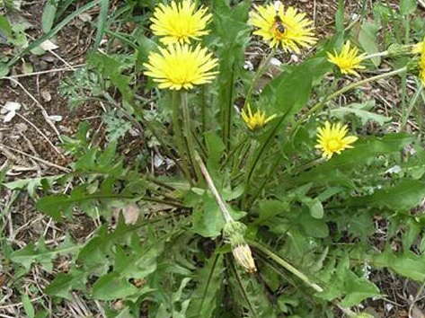 婆婆丁是民间的叫法,它的学名叫做蒲公英,也是春季野菜中最火的一个