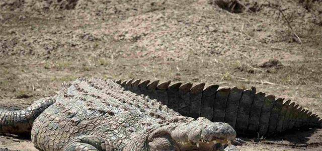 三角洲_鳄鱼_居民