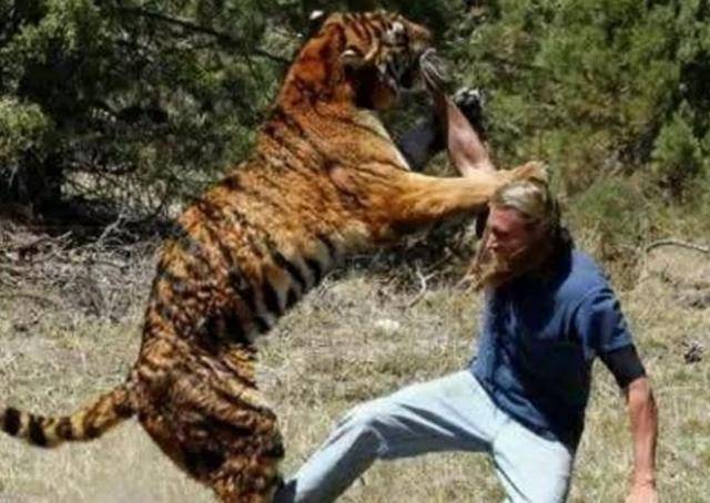 可怕的食人虎流窜两国吃掉436人被击杀后才知其吃人原因