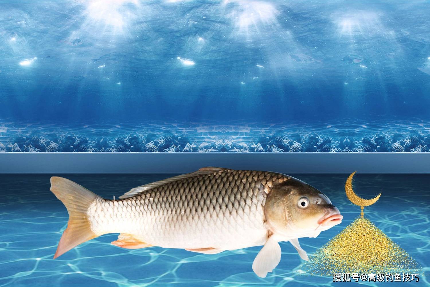 鲫鱼,鲤鱼,草鱼,罗非鱼藏身位置的口诀