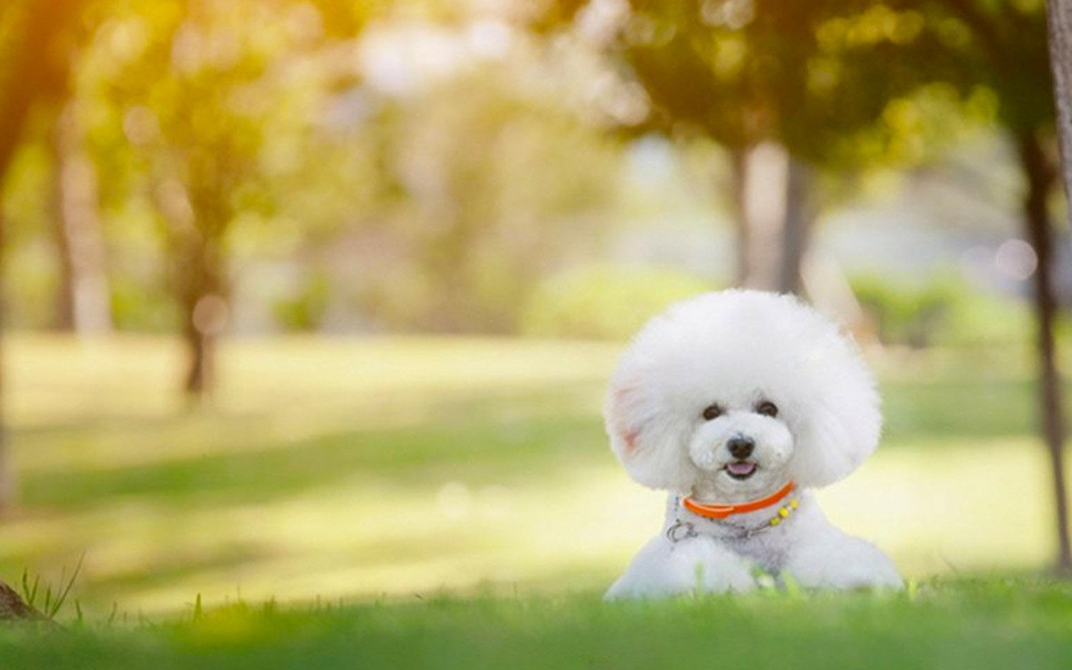 原创不知道比熊小脑袋聪不聪明铲屎官看过来不知道就out啦