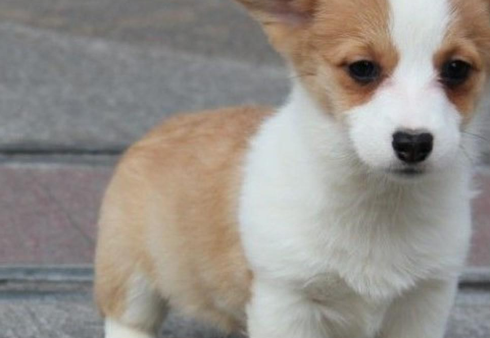 原创柯基可爱又活泼纯种柯基有五个特点看看你家的柯基纯不纯