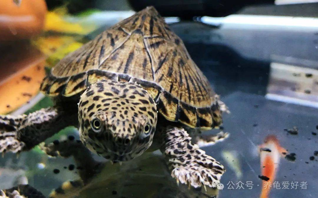 剃刀龟和麝香龟之所以受欢迎,一方面是因为它们外形独特,具有较高的