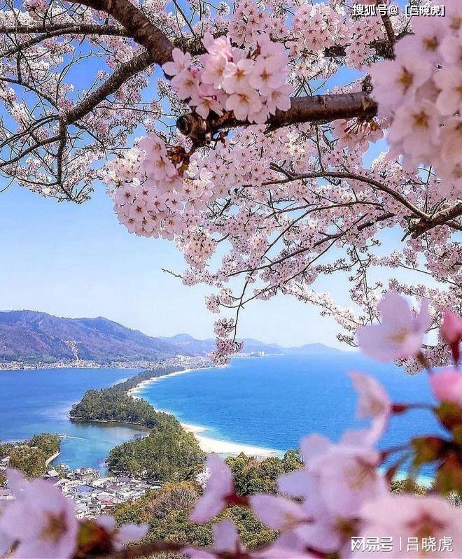 梦幻樱花季看日本组图