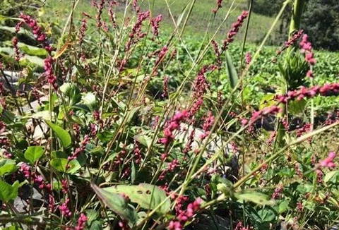 原创农村这种野草既不是辣椒也不是芥末吃起来却很辣