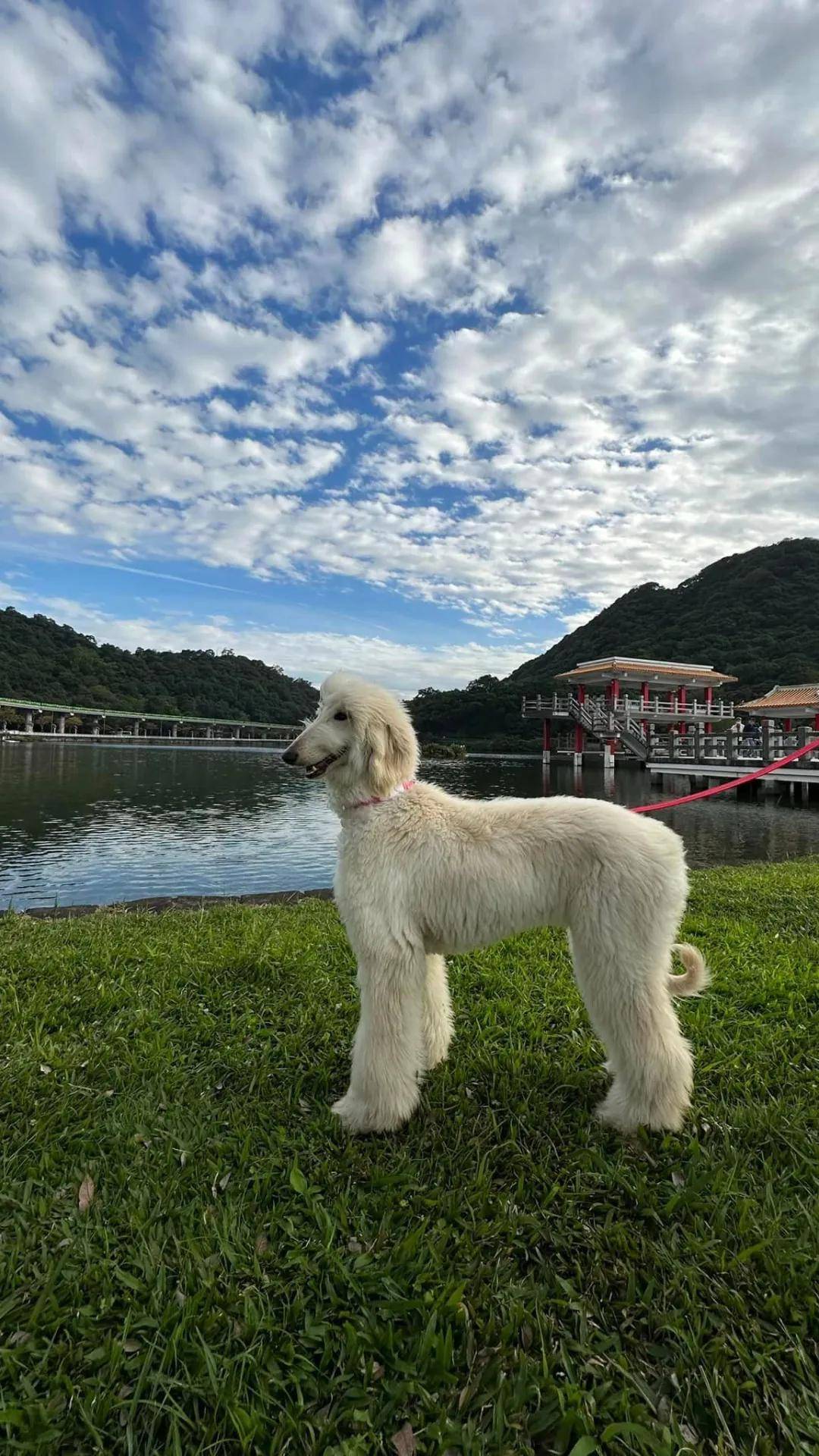 长得像羊驼的狗狗图片