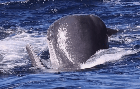 原创被30只虎鲸围攻抹香鲸释放大量粪便来抵挡攻击所幸成功奏效