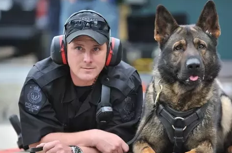 原创为什么外国警察不用体型更大的狗当警犬呢理性分析其中因素