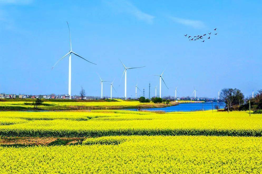 一朵油菜花串起江州镇美丽花经济_乡村_发展_江洲镇