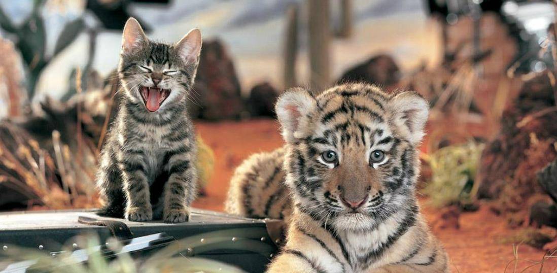 古人说虎生三子必有一彪那彪是什么跟普通小老虎有何不同