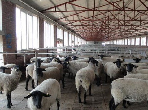 售价可达5000元,此养殖项目农民能信吗_萨福克_价格_肖恩