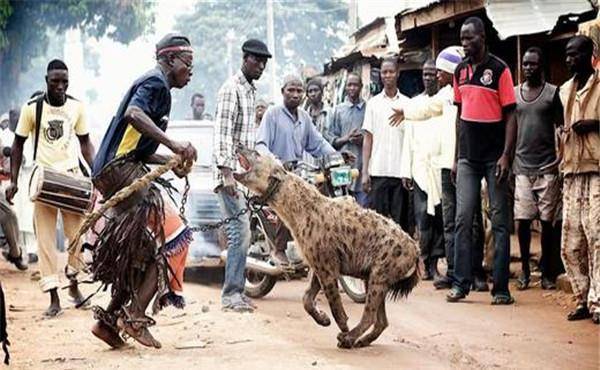 原创非洲人是怎么驯服鬣狗的看完满满的心酸镜头记录全过程