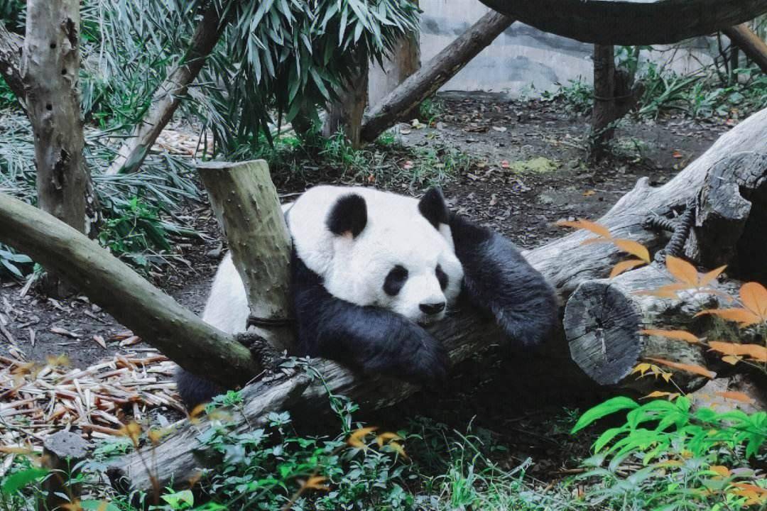 成都大熊猫观赏攻略,熊猫谷vs大熊猫基地,哪个更值得去?