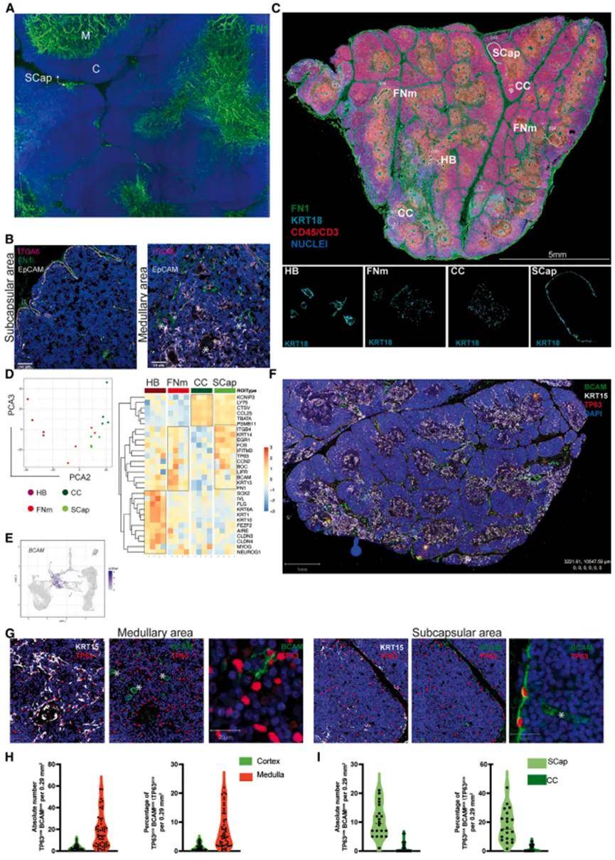 空间转录组phenoimager多重荧光免疫组化多组学揭开胸腺干细胞的神秘