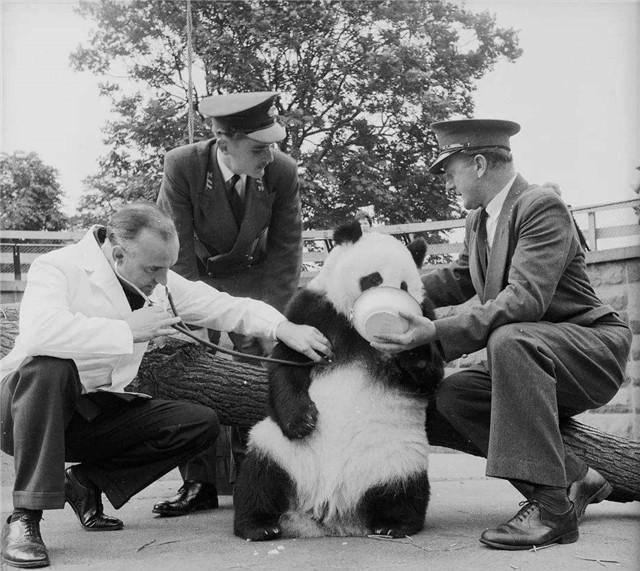 德默换得大熊猫后本该将其运往奥地利,却因种种限制,无奈留滞途中.