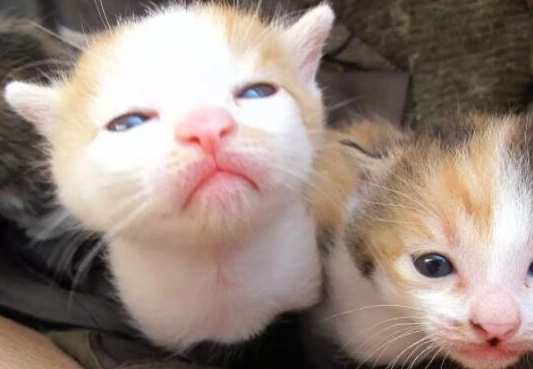 现在还有两只猫留在大猫身边.