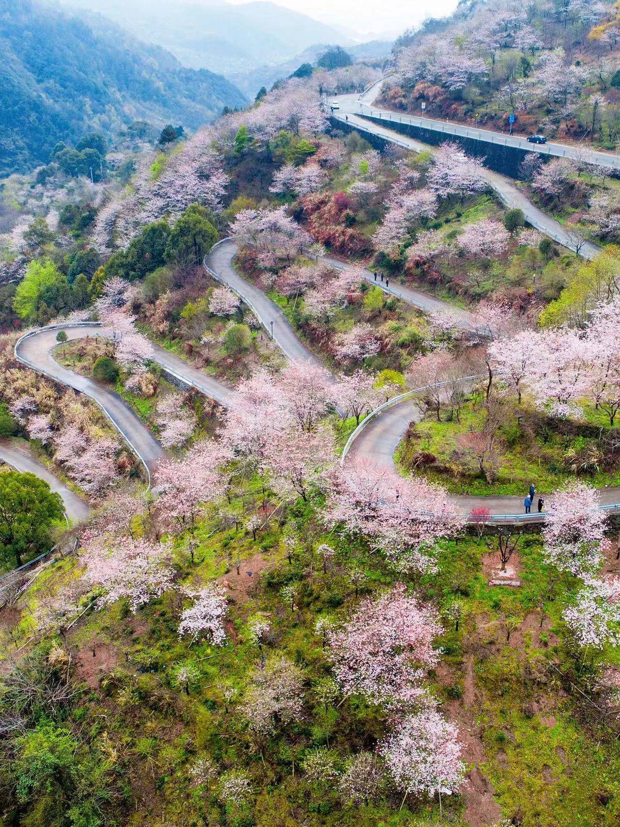 宁波达人村樱花图片