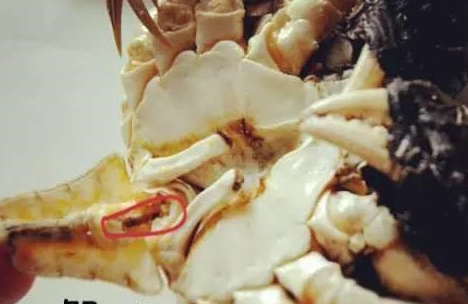 这些部位不能吃,赶紧告诉家里做饭的,别说我没告诉你_内脏_海螺_扇贝