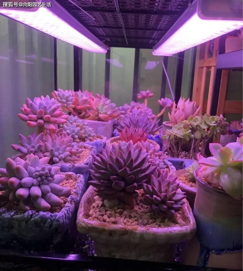 养多肉的神器补光灯谁用谁知道解决一切养护难题