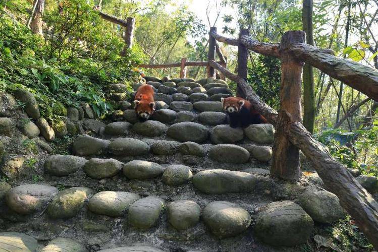 成都大熊猫观赏攻略,熊猫谷vs大熊猫基地,哪个更值得去?