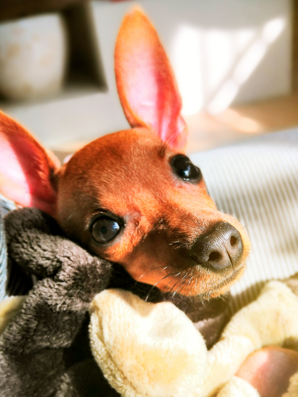 干货小鹿犬容易得什么病小鹿犬骨折怎么护理
