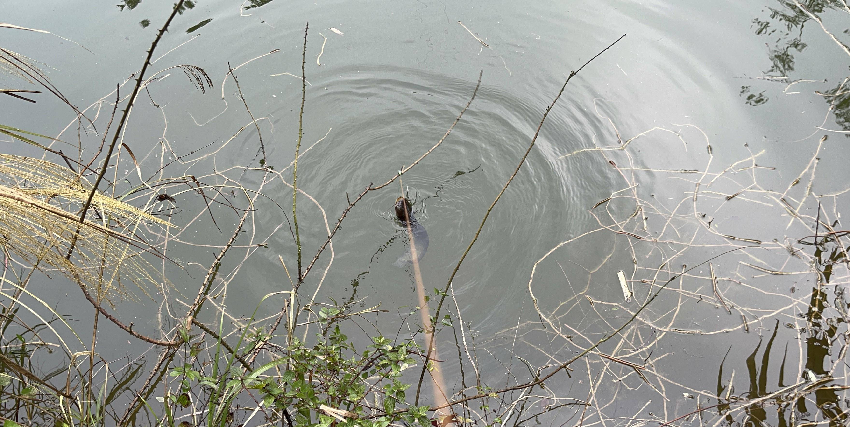 原创手线钓黑鱼鲶鱼像这样去用饵选位一条接一条尤其晚上更疯狂