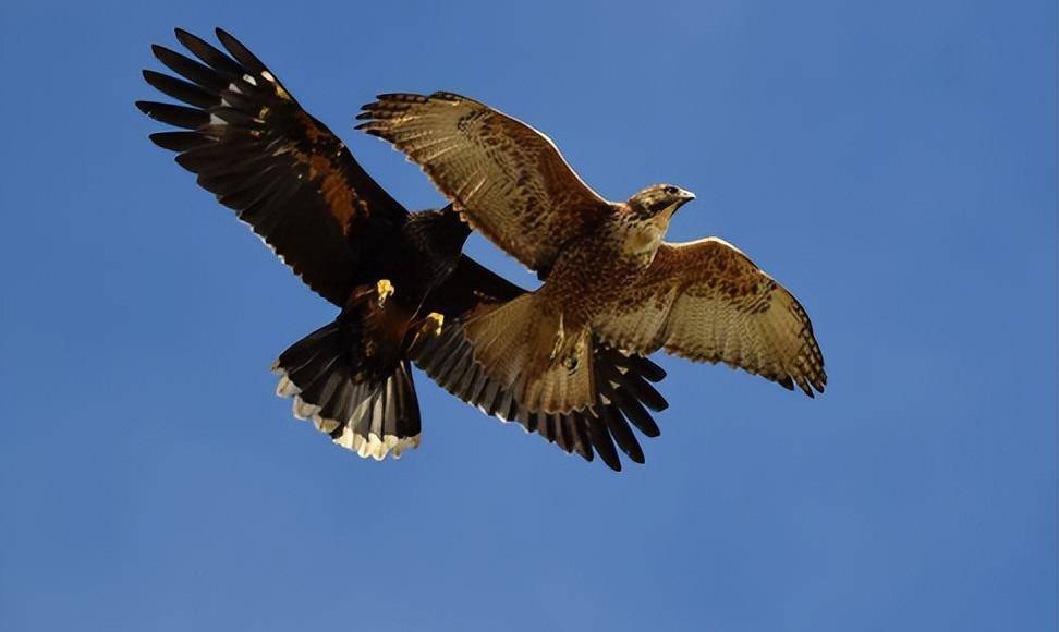 蒙古老汉救助受伤老鹰,1年后老鹰为报恩叼走老汉孙子,救下全家_野兔_