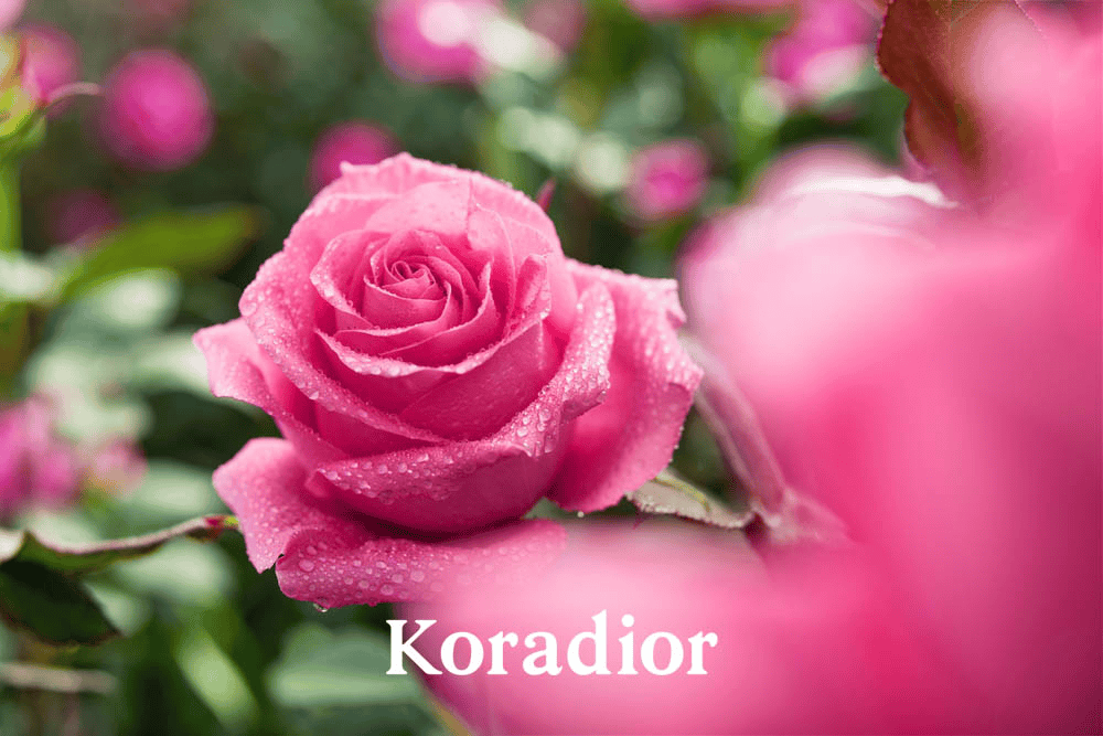 开启浪漫形象符号新篇章