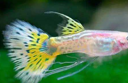 原创一条孔雀鱼也能繁殖这是真的不是传说