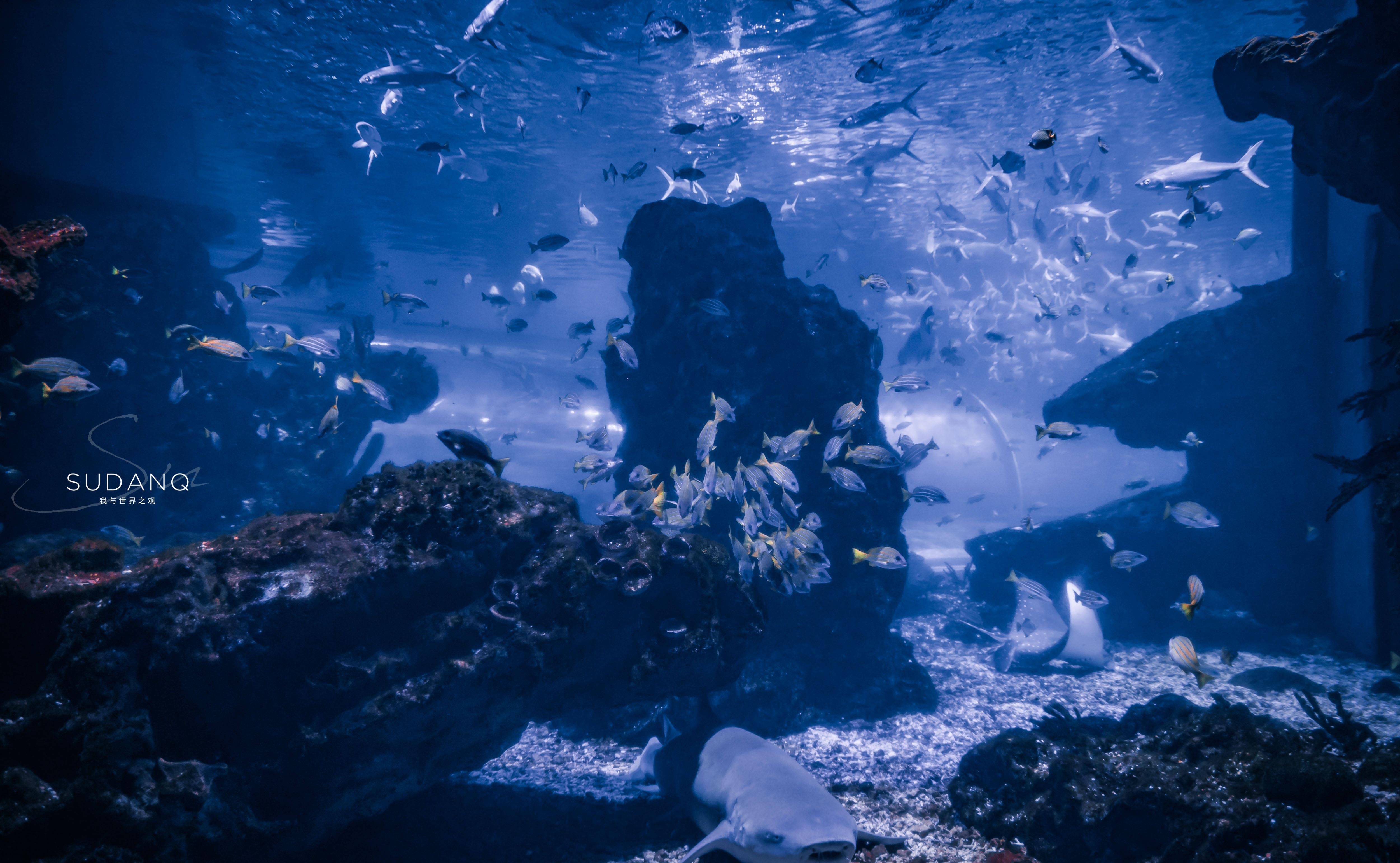 原创大江大湖大武汉武汉也有一片海洋世界潜水喂食鲨鱼太刺激