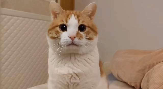 4月2号,多家媒体曝光了一则名为"男子网上领养泰迪犬虐杀引众怒"的