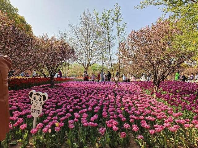 钵池山公园郁金香图片