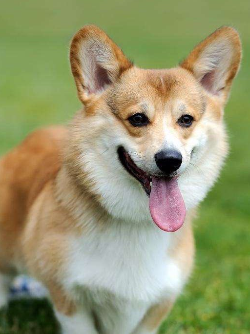 原创狗狗不能吃什么宠小只告诉你这几种食物杀伤力很大