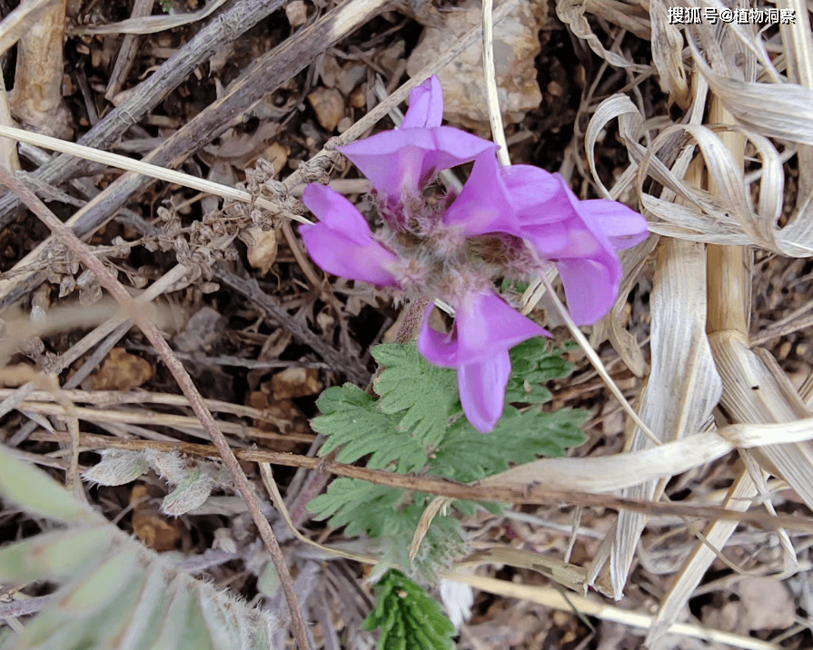 甜地丁,又称米口袋,紫花地丁,有3大作用,价值极高,农民朋友要了解!