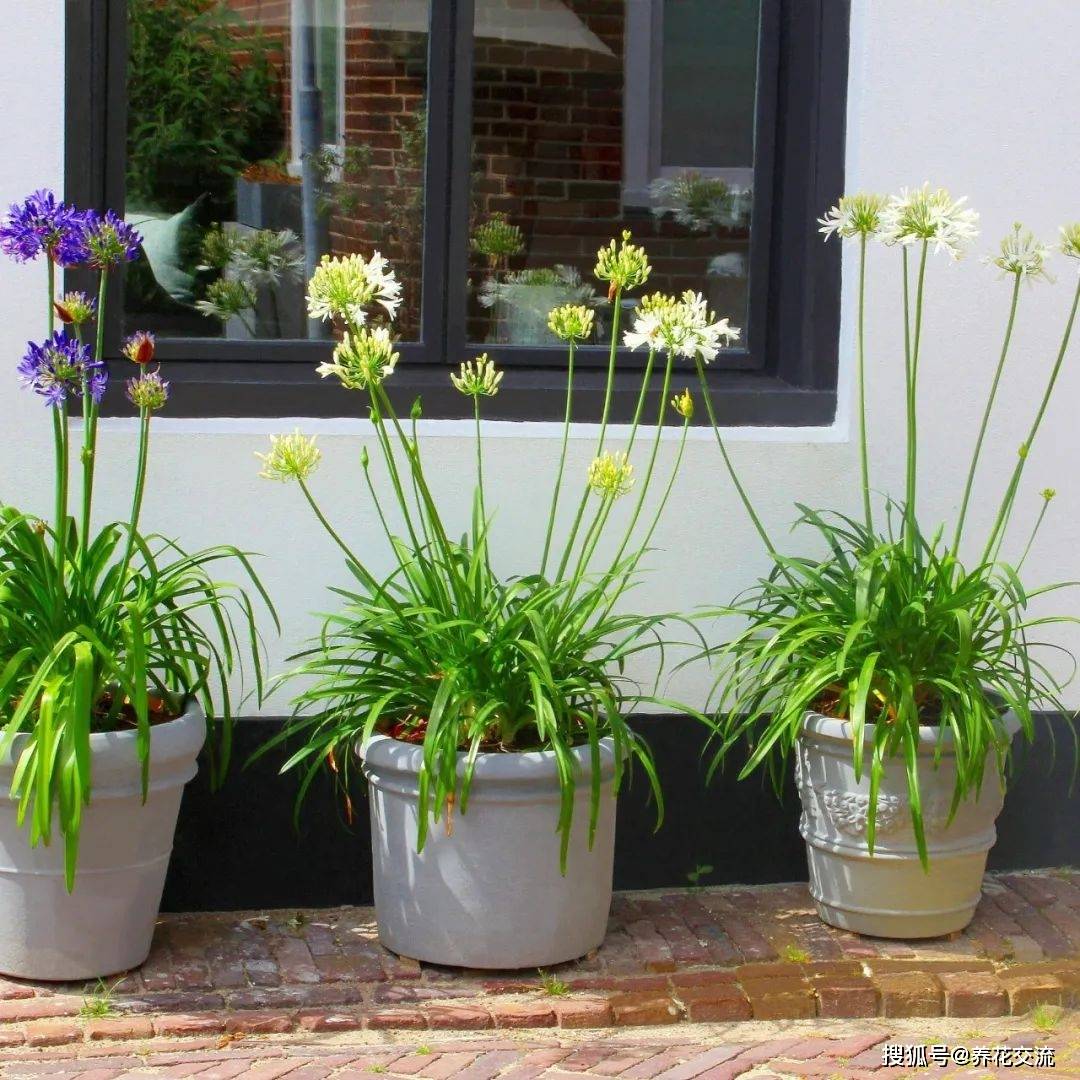 春季栽种的百子莲,教你5招,让它每年能复花_养护_盆栽_土壤