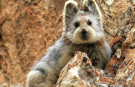 原创世界仅中国特有的猫科动物国家二级保护动物世界第二大猫