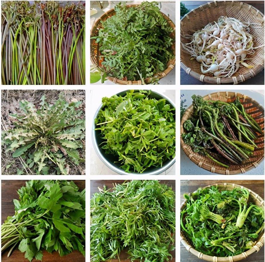 浙江杭州大妈食用野菜呕血晕厥!谷医堂谷方益元提醒野菜虽好切莫贪嘴