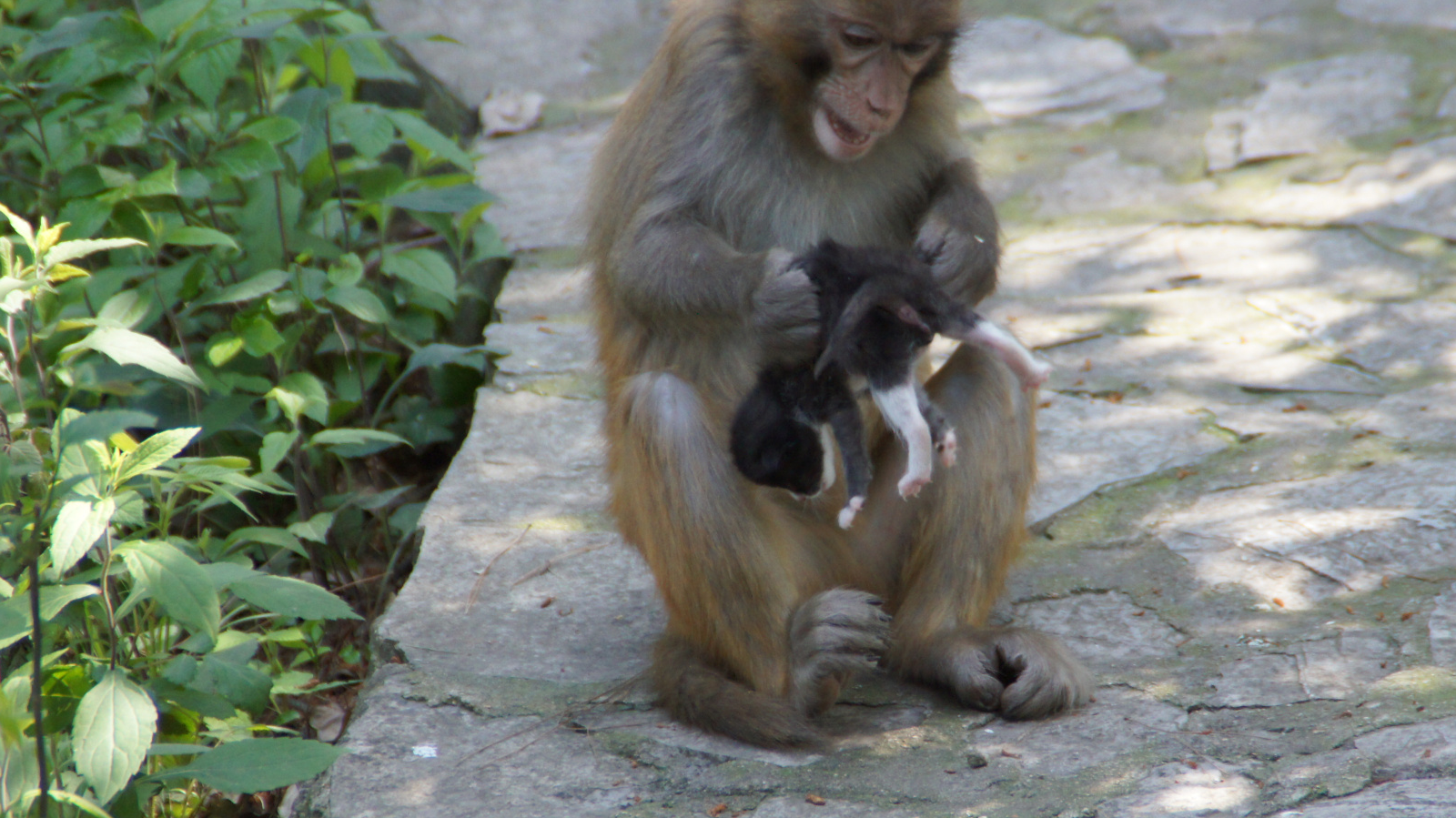 母猴右手拎着猫崽子,左手使劲地拍打着仔仔的小屁股,焦急地怒斥道:"叫