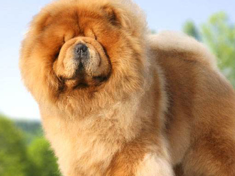 原创为啥现在很多人不养松狮它的缺点太多了