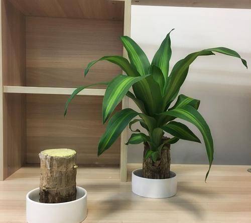 巴西木树桩水培如何养?做好水培和养护,绿意盎然更迷人