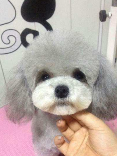 灰泰迪返灰有什么好办法吗