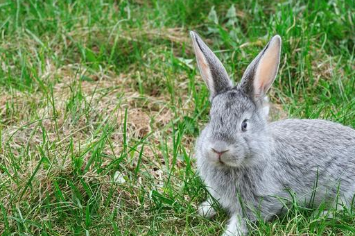 原创生肖兔四月到幸运之星已揭晓赶紧上台领奖再忙也要领