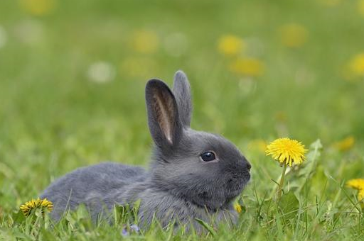 原创生肖兔四月到幸运之星已揭晓赶紧上台领奖再忙也要领