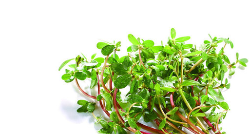 农村中随地可见的野菜,抗菌功效载入中医名著,肠道疾病者首选_马齿苋_