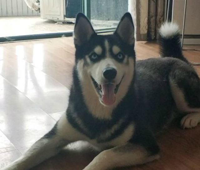原创哈士奇幼犬的样子好喜欢这样的你原来小时候这么萌