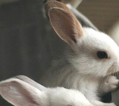 仓鼠_狗狗_猫猫